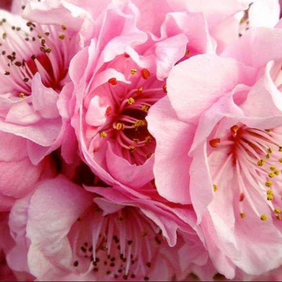 Profile Picture of Hannah Struharik (@hannahstru) on Poshmark