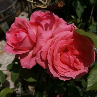 Profile Picture of Susanne Denk (@susanne.denk.108) on Facebook