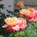 Profile Picture of Matthew (@roseman1930) on Instagram