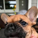 Profile Picture of Pubert Jonathan (@Pubert-Jonathan) on Facebook