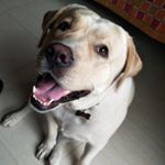 Profile Picture of Alvin Roy (@pampered.boy.alvin) on Instagram