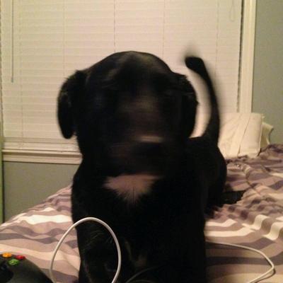 Profile Picture of Foxy Nooooooo (@angelobyrd23) on Twitter