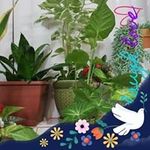 Myrna Paneda Lozano - Instagram Profile Picture of Myrna Paneda Lozano (@mpaneda1) on Instagram