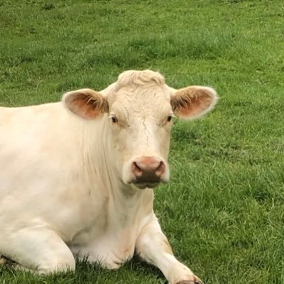Profile Picture of Alex Jeffrey (@ajeffers1980) on Twitter