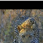 James Mirera - Facebook Profile Picture of James Mirera (@James-Mirera) on Facebook