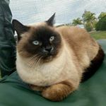 Profile Picture of Misty - Minkin 😻 (@minkin.the.cat) on Instagram