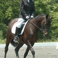 Profile Picture of Nancy Vine (@MorganHorses) on Twitter