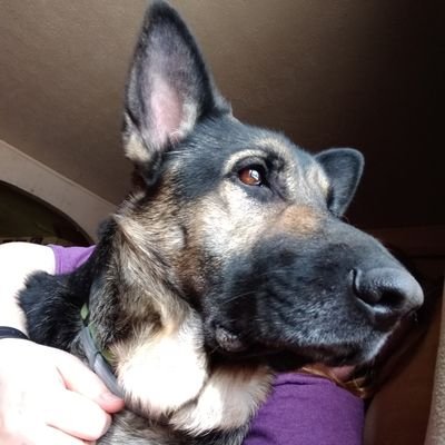 Profile Picture of Rebecca Just For Kicks (@ShonkLemons) on Twitter