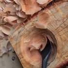 Profile Picture of   Smooth 👏👌... (@woodglobeart) on Tiktok