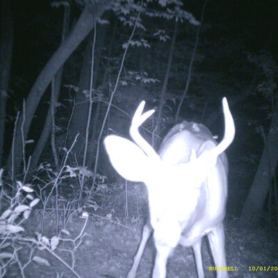 Profile Picture of Joe Maiolo (@jomaijo) on Twitter