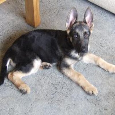 Profile Picture of Michael Earnshaw (@mikeearnshaw1) on Twitter