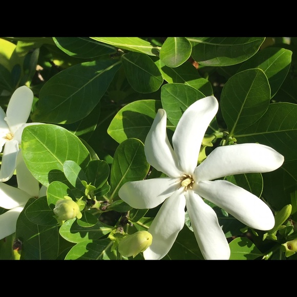 Rachelle Daryoush - Poshmark Profile Picture of Rachelle Daryoush (@rachescloset) on Poshmark