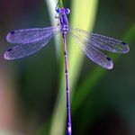 Profile Picture of Erin A Osborne-Clark (@dragonfly2139) on Instagram