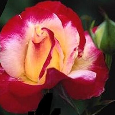 Bobbi Emery - Twitter Profile Picture of Bobbi Emery (@bje4muzik) on Twitter