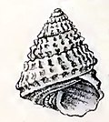 Profile Picture of Mirachelus corbison Wikipedia