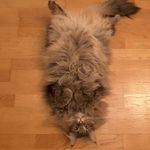 Profile Picture of Jessica Spiegel (@spiegel.jessica) on Instagram