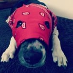 Profile Picture of nablo (@jacquespablobennettkoa) on Instagram