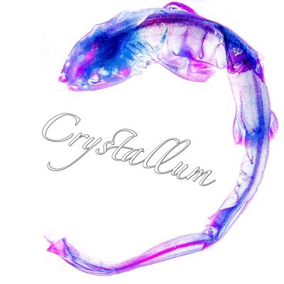 Profile Picture of ゆとり。/Crystallum@DF53 (@YTL_specimen) on Twitter