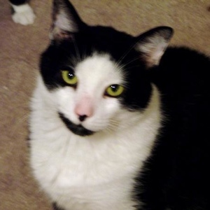 Profile Picture of Michael Spagnuolo (@1990goalie74) on Myspace