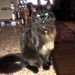 Profile Picture of Elizabeth Kawecki (@sky1spenc2) on Pinterest