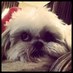 Profile Picture of Sophie Cooper (@SophieShihTzu) on Twitter