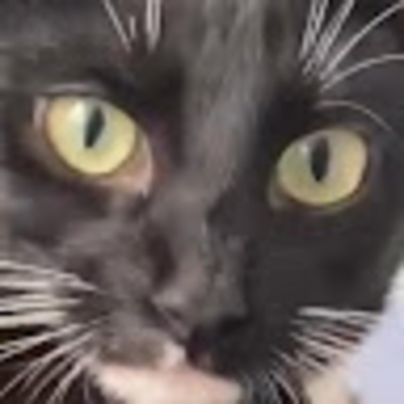 Profile Picture of Kira Bohlen (@kirabohlen) on Poshmark