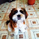 Profile Picture of Ригган Даффи О'Ши (@joy_shih_tzu) on Instagram