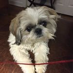 Profile Picture of cindy mauro (@cindyandchloecannoli) on Instagram