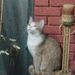 Profile Picture of Rosa Thacker (@rthacker364) on Pinterest