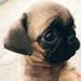 Profile Picture of Claraaaa Gibbsss (@gibbensssClaraaa) on Pinterest