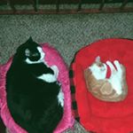 Profile Picture of graham and gidget huff (@grahamandgidget) on Instagram