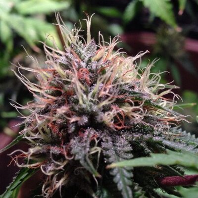 Profile Picture of Marilyn Jane (@potpeople420) on Twitter