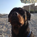 Profile Picture of Il Leo (@leoliuzza) on Instagram