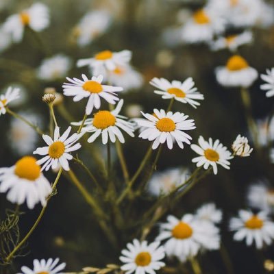 Profile Picture of Nora Nguyen (@NoraNguyen99) on Twitter