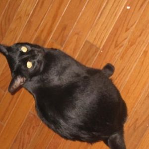 Profile Picture of Matthew Loschiavo (@mploschiavo) on Myspace