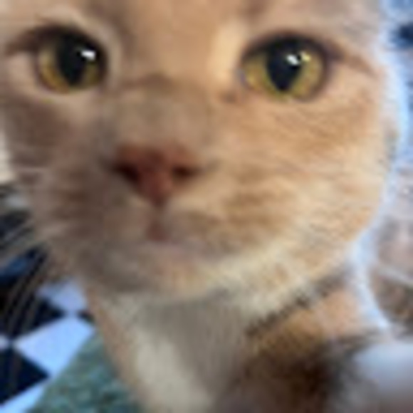 Profile Picture of Olivia Berlingerio (@oberlingerio) on Poshmark