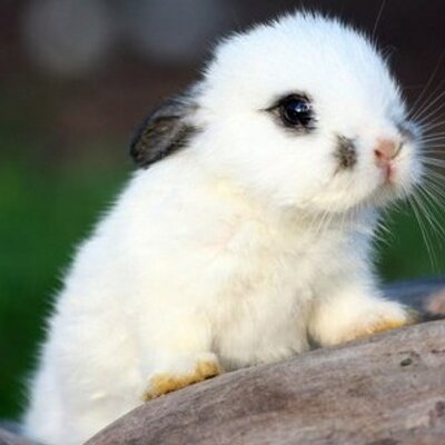 Profile Picture of Noone Reaally! (@kim_powell_lol) on Twitter