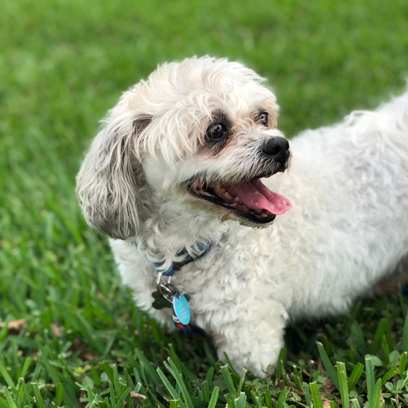 Profile Picture of Estelle Zandt (@ezandt99) on Poshmark