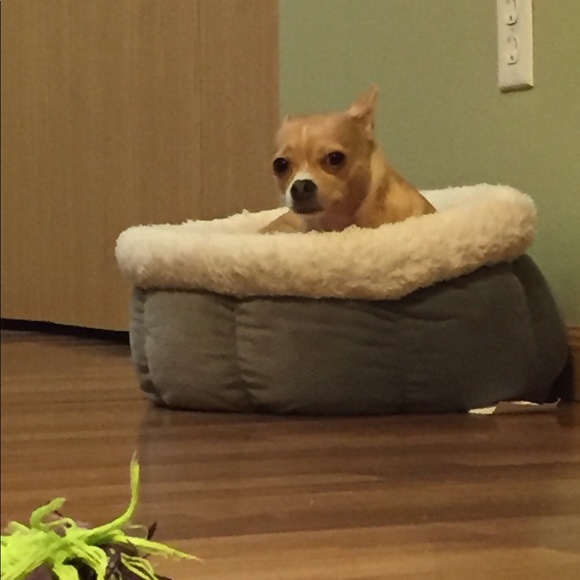 Profile Picture of Boris Petrusic (@boris_petrusic) on Poshmark