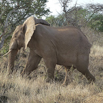 Profile Picture of Sahar El Abbadi (@sahar.elabbadi) on Flickr