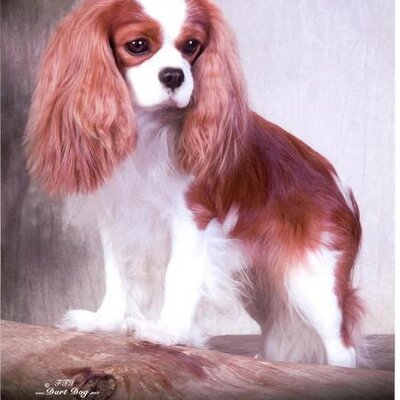 Profile Picture of Peggy Dixon (@PeggyDixon4) on Twitter