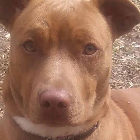 Profile Picture of Dianna Phillips (@diannap420) on Poshmark