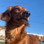 Profile Picture of Clyde Bartholomew (@clydetheweiner) on Instagram