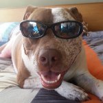 Profile Picture of Adam Margulies (@smellythehippo) on Instagram