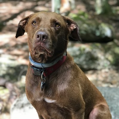 Profile Picture of Tony Pastore (@TonyPastore14) on Twitter