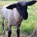 Profile Picture of Amanda Marlatt (@marlatthouse) on Pinterest