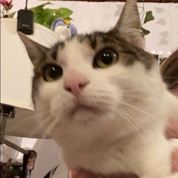 Profile Picture of Calliope Griffith boone (@snailssouls) on Poshmark