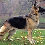Profile Picture of german shepherd (@eric.h.eisner) on Instagram
