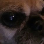 Max Goschy - Instagram Profile Picture of Max Goschy (@max_goscheee) on Instagram