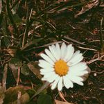 Profile Picture of ... (@giovana_lautner) on Instagram